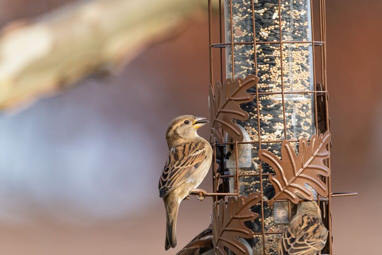 Beginner Tips for Backyard Birdwatching